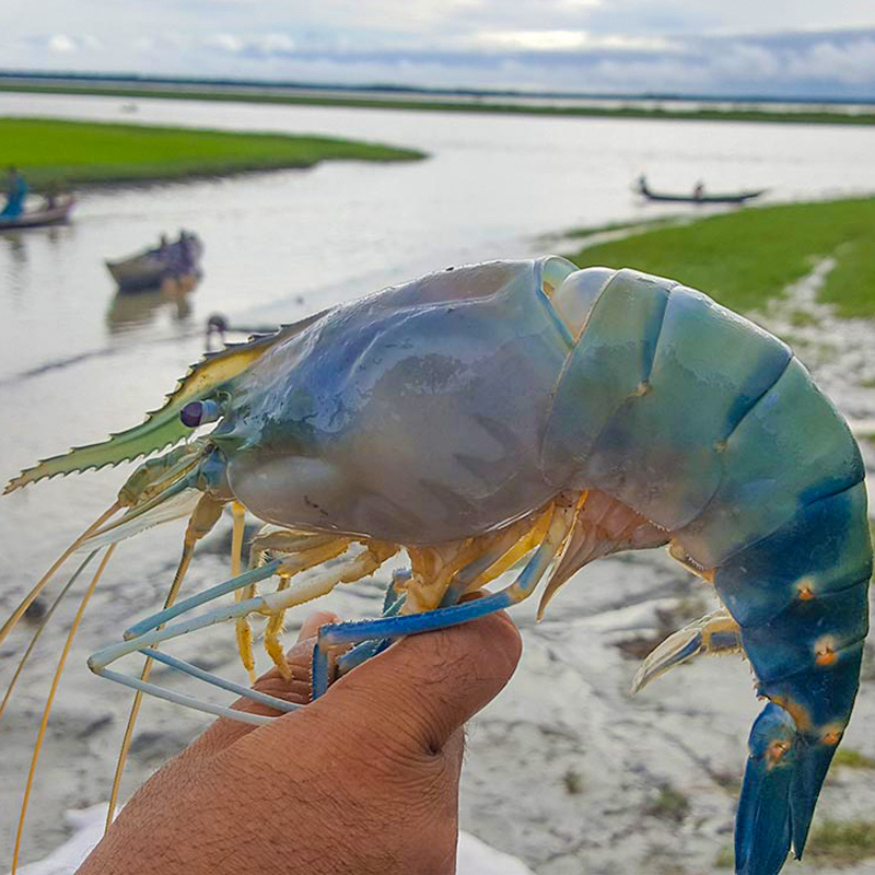 নদীর চিংড়ি (গলদা)-Golda Chingri