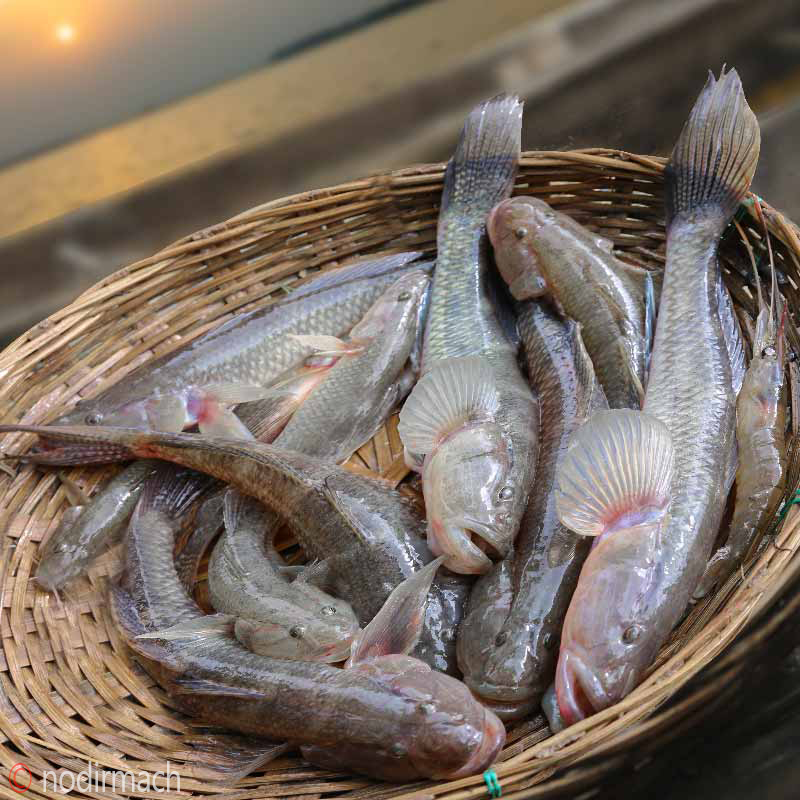 নদীর বেলে-Nodir Bele