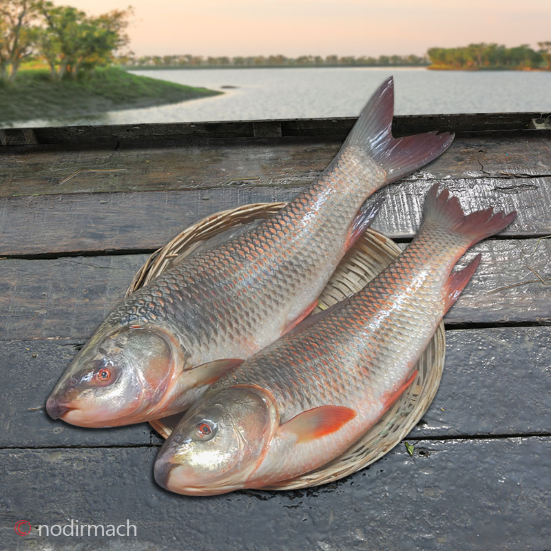 দেশী রুই