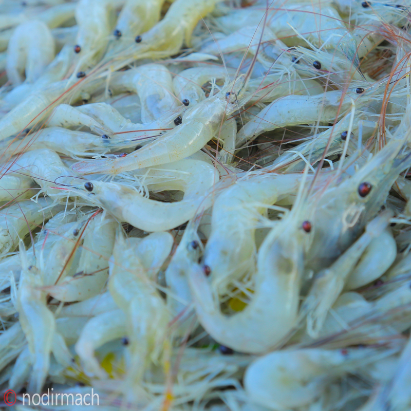 নদীর তরকারির চিংড়ি-Chingri