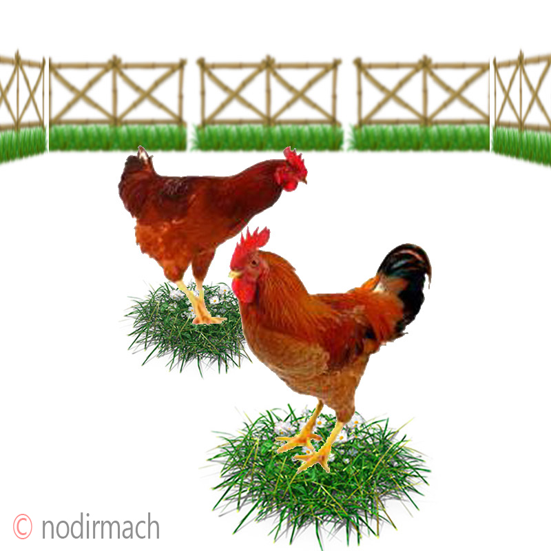 সোনালি মুরগি – Murgi