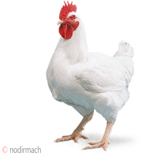 ব্রয়লার মুরগি – Murgi