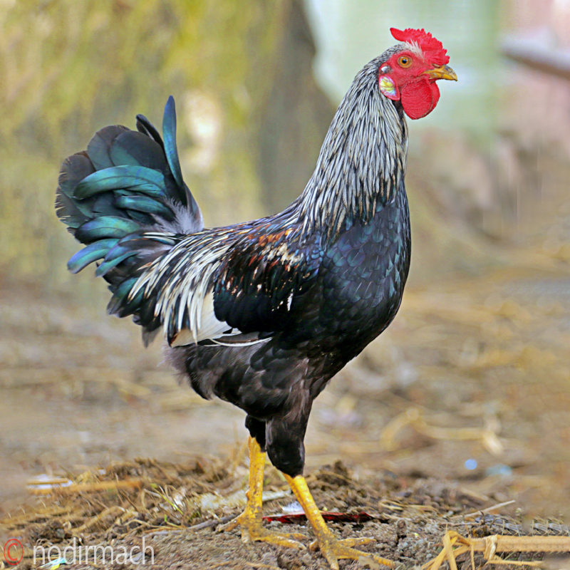 দেশি মোরগ/মুরগি-Murgi