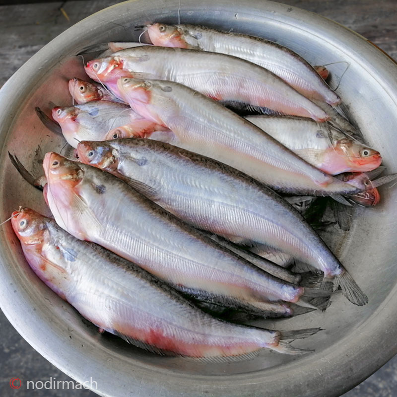 দেশী পাবদা-Pabda