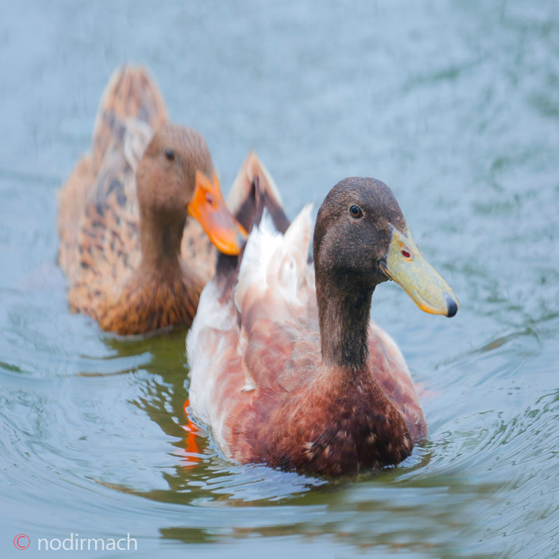 দেশি হাঁস - Duck