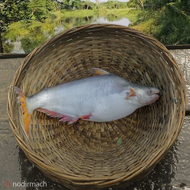 ঘেরের পাঙ্গাস