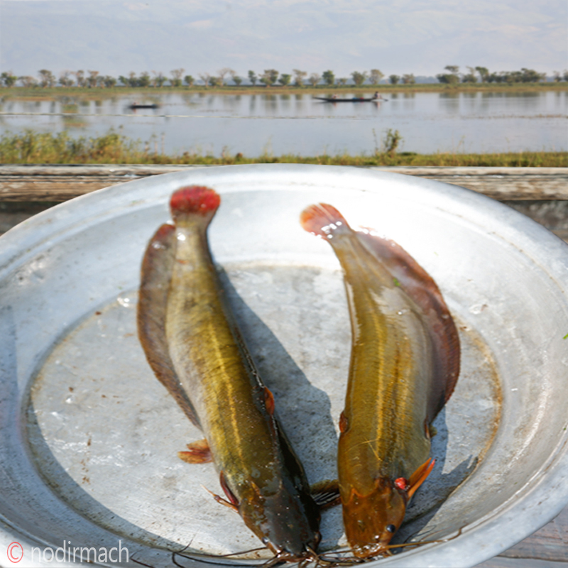 দেশী শিং-Shing