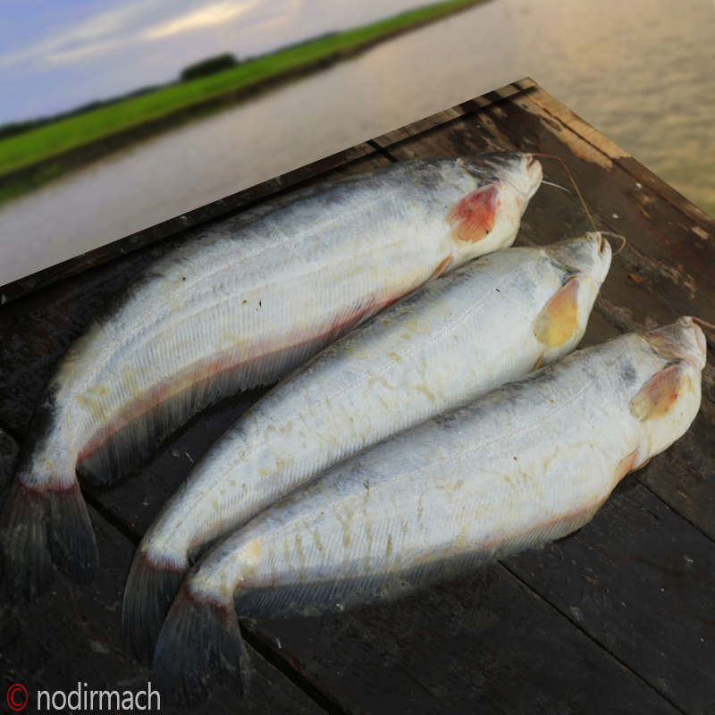 নদীর বোয়াল-Boal