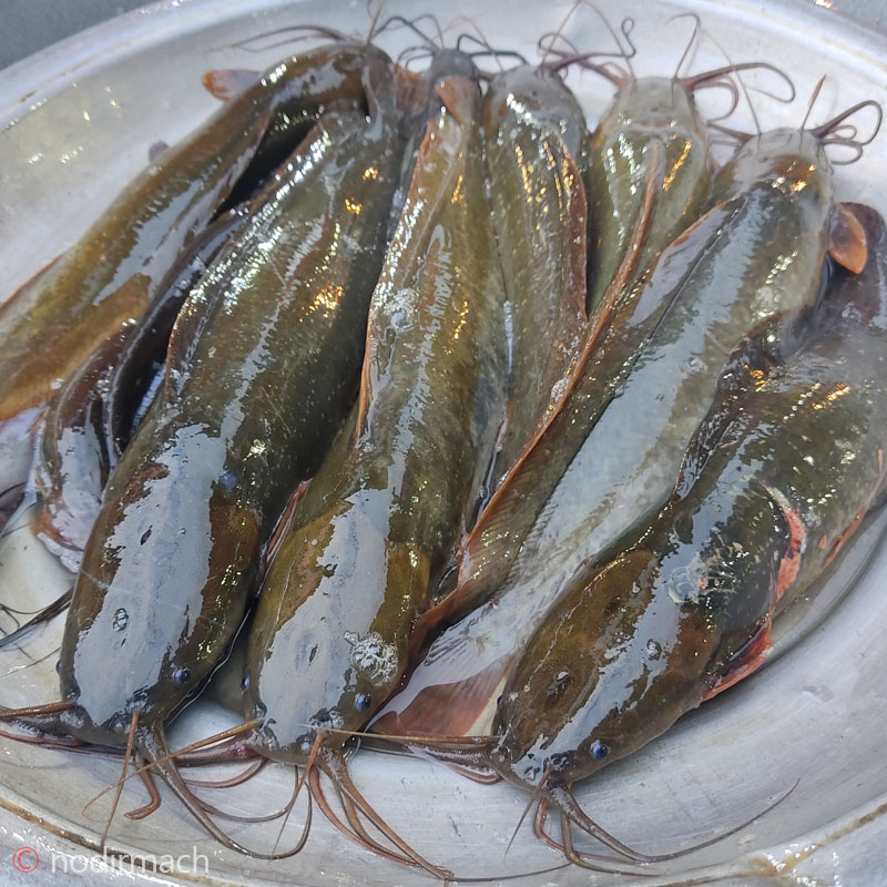 দেশী মাগুর