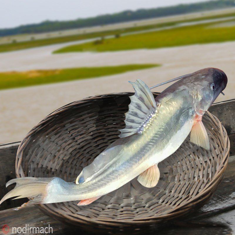 নদীর আইড়-Ayer