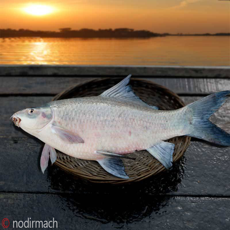 দেশী কালিবাউশ-Kalibus