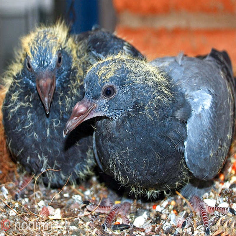 কবুতর - Pigeon
