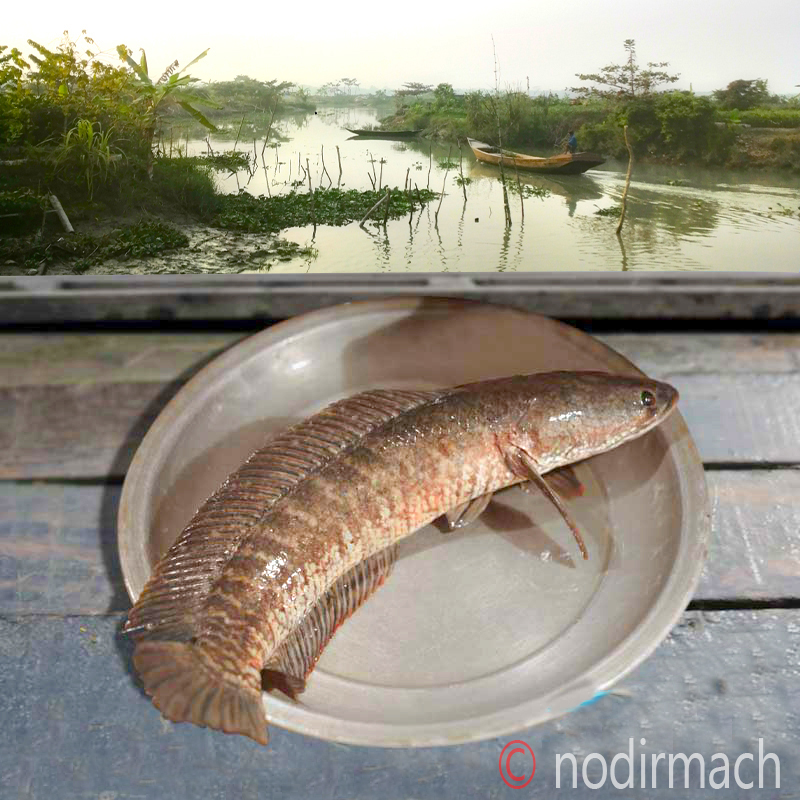 দেশী শোল-Shol