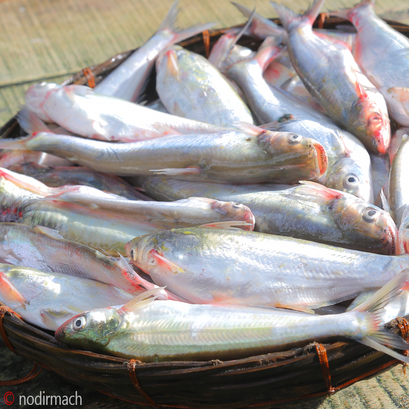 নদীর শিলন - Shilon