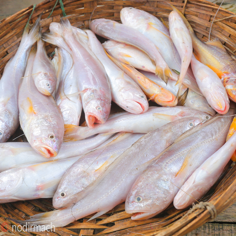 নদীর পোয়া-Nodir Poya