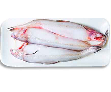 সাগরের লইট্ট্যা