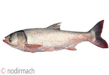 সিলভার কার্প