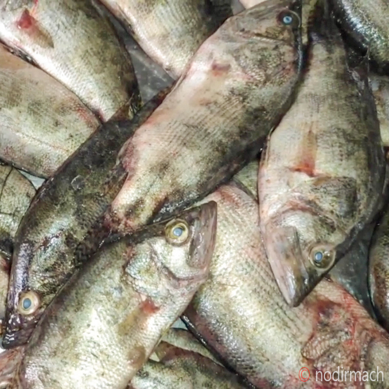 দেশী মেনি-Meni