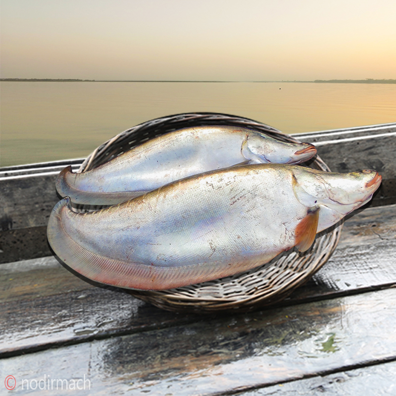 নদীর চিতল -Chitol