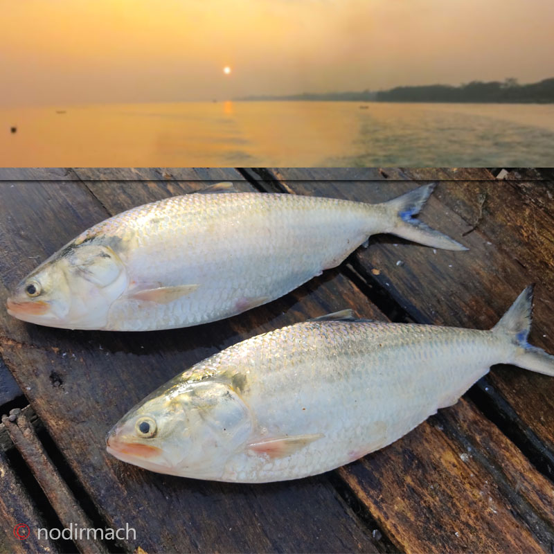 মিঠা পানির ইলিশ - Hilsha