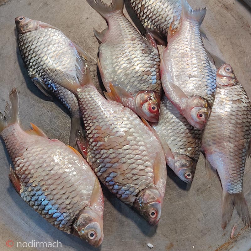 ঘেরের সরপুঁটি