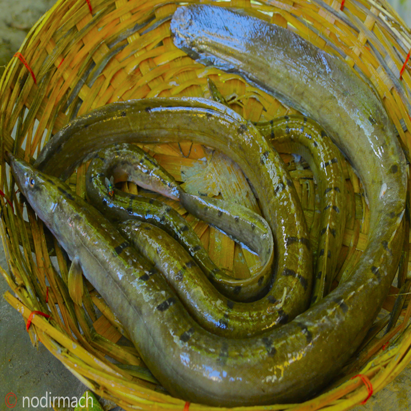 দেশী বাইম