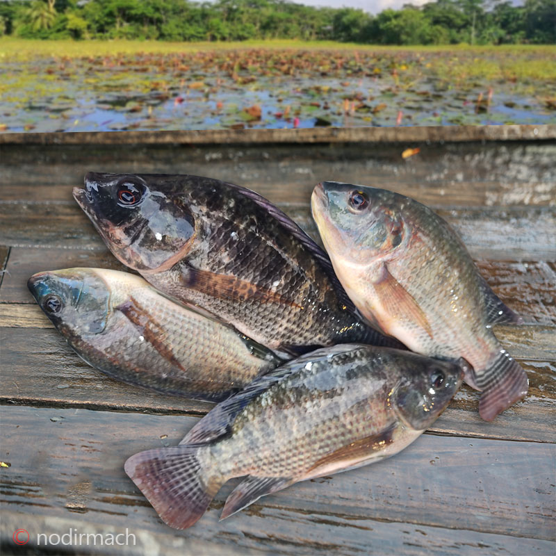 পুকুরের তেলাপিয়া-Telapia