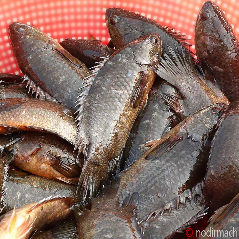 দেশী কৈ-Koi