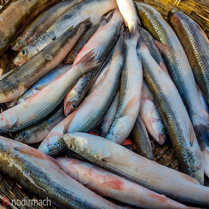 নদীর বাটা- Nodir Bata