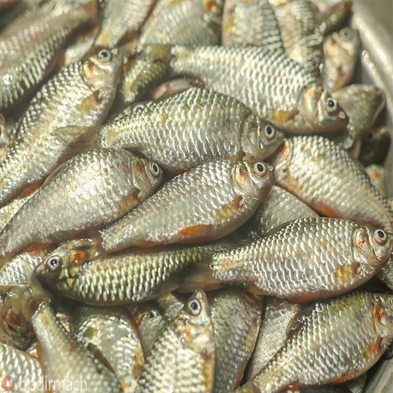 দেশী পুঁটি