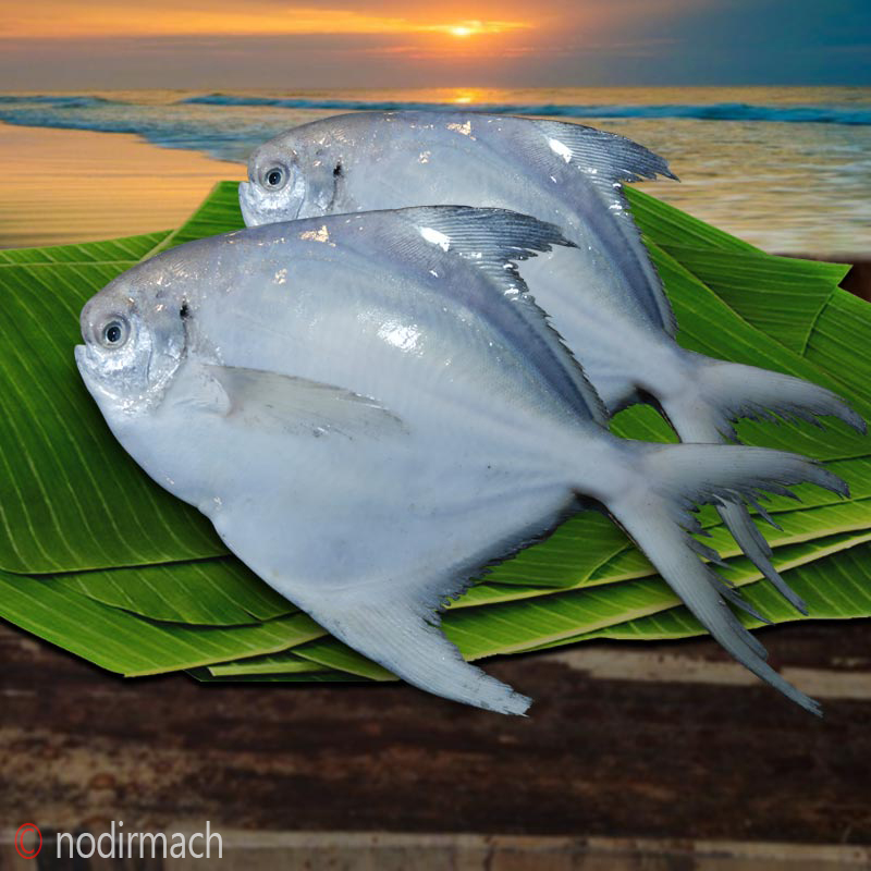 রূপচাঁদা