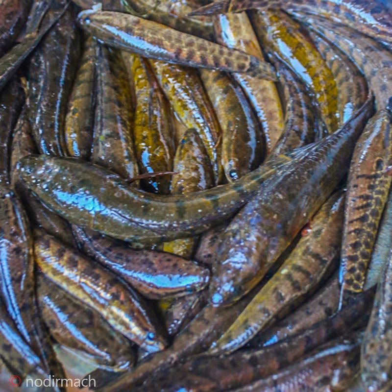 দেশী টাকি