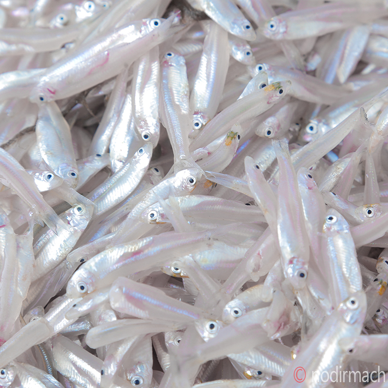 নদীর কাচকি-Nodir Kachki