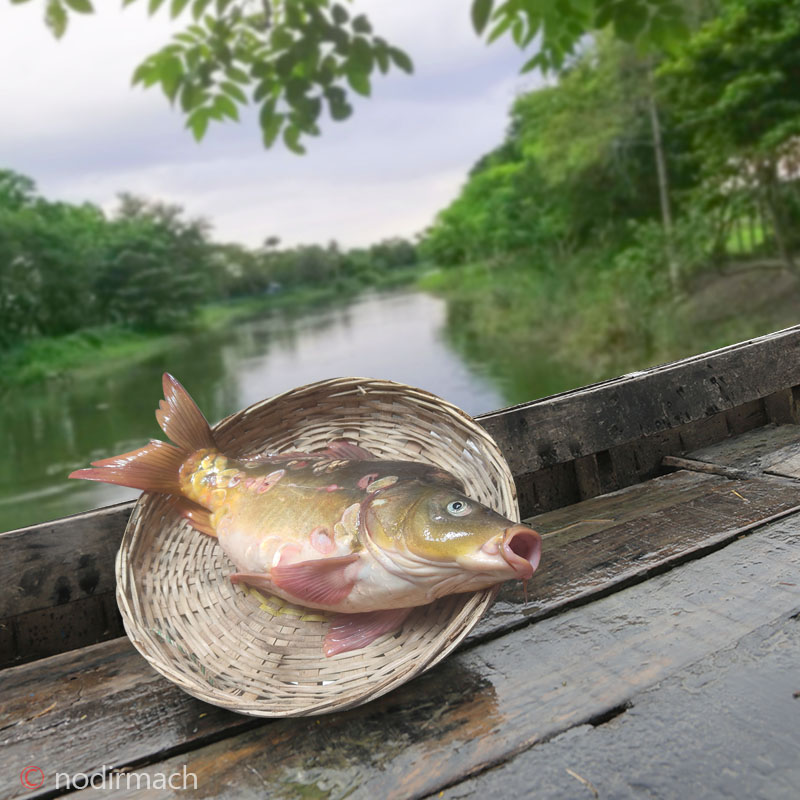 ঘেরের মিরর কার্প