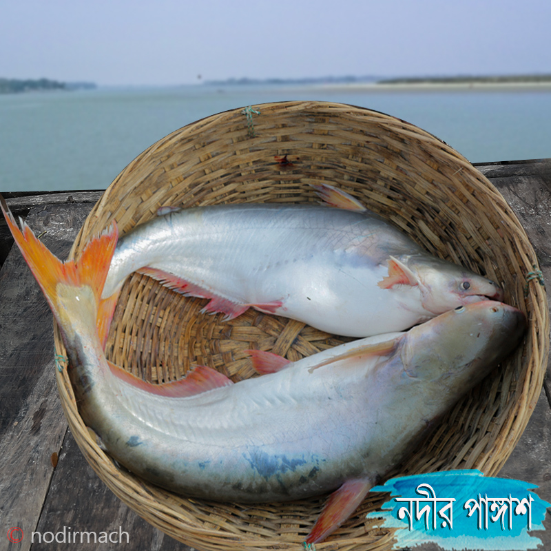 নদীর পাঙ্গাস -Pangas