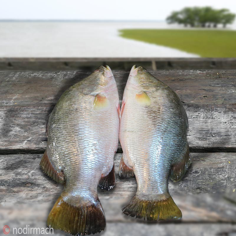 নদীর কোরাল